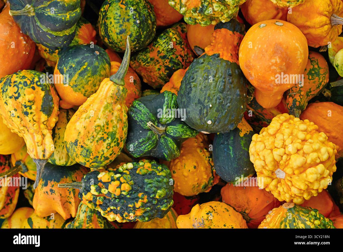 Blick von oben auf verschiedene Arten von dekorativen Kürbissen Stockfoto