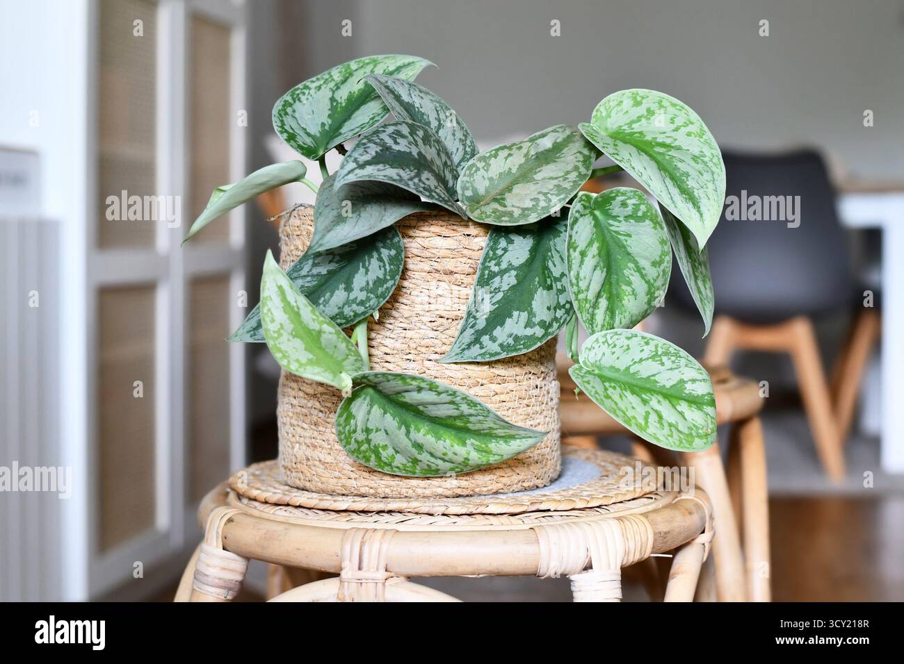 Exotische „Scindapsus Pictus Exotica“ oder „Satin Pothos“ Zimmerpflanze mit Samtstruktur und silbernem Punktmuster im Boho-Stil im Wohnzimmer Stockfoto