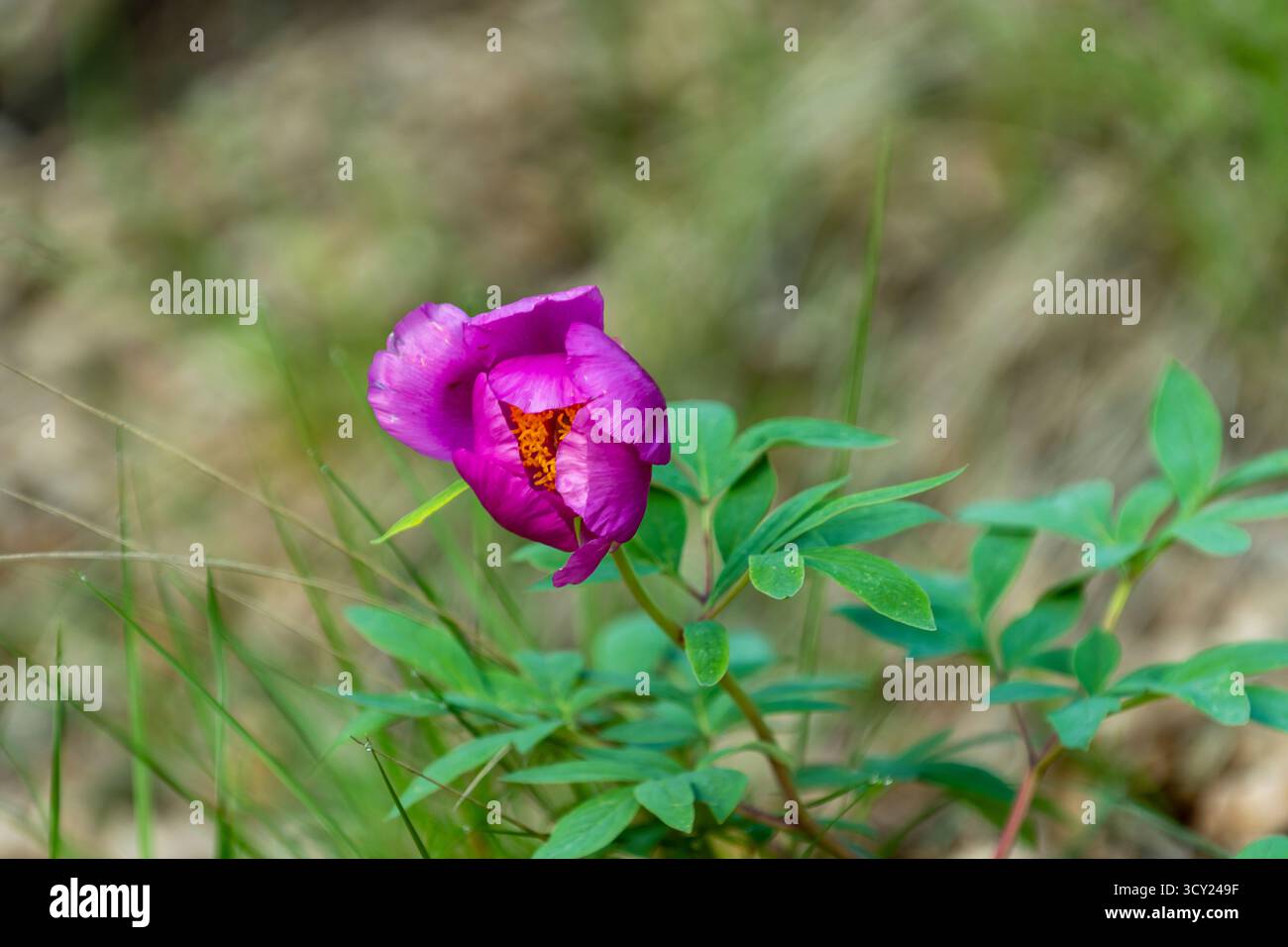 Eine leuchtend violette Blume zeigt ihre zarten Blütenblätter in einem üppigen Garten unter hellem Frühlingssonnenlicht. Stockfoto