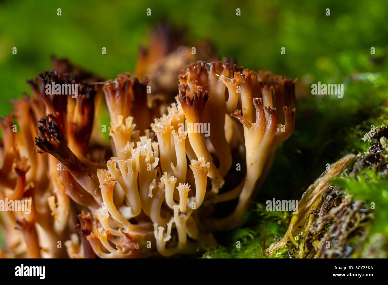 Die Gattung Ramaria umfasst etwa 200 Arten von Korallenpilzen. Einige, wie Ramaria flava, sind essbar, können aber leicht mit ihnen verwechselt werden Stockfoto