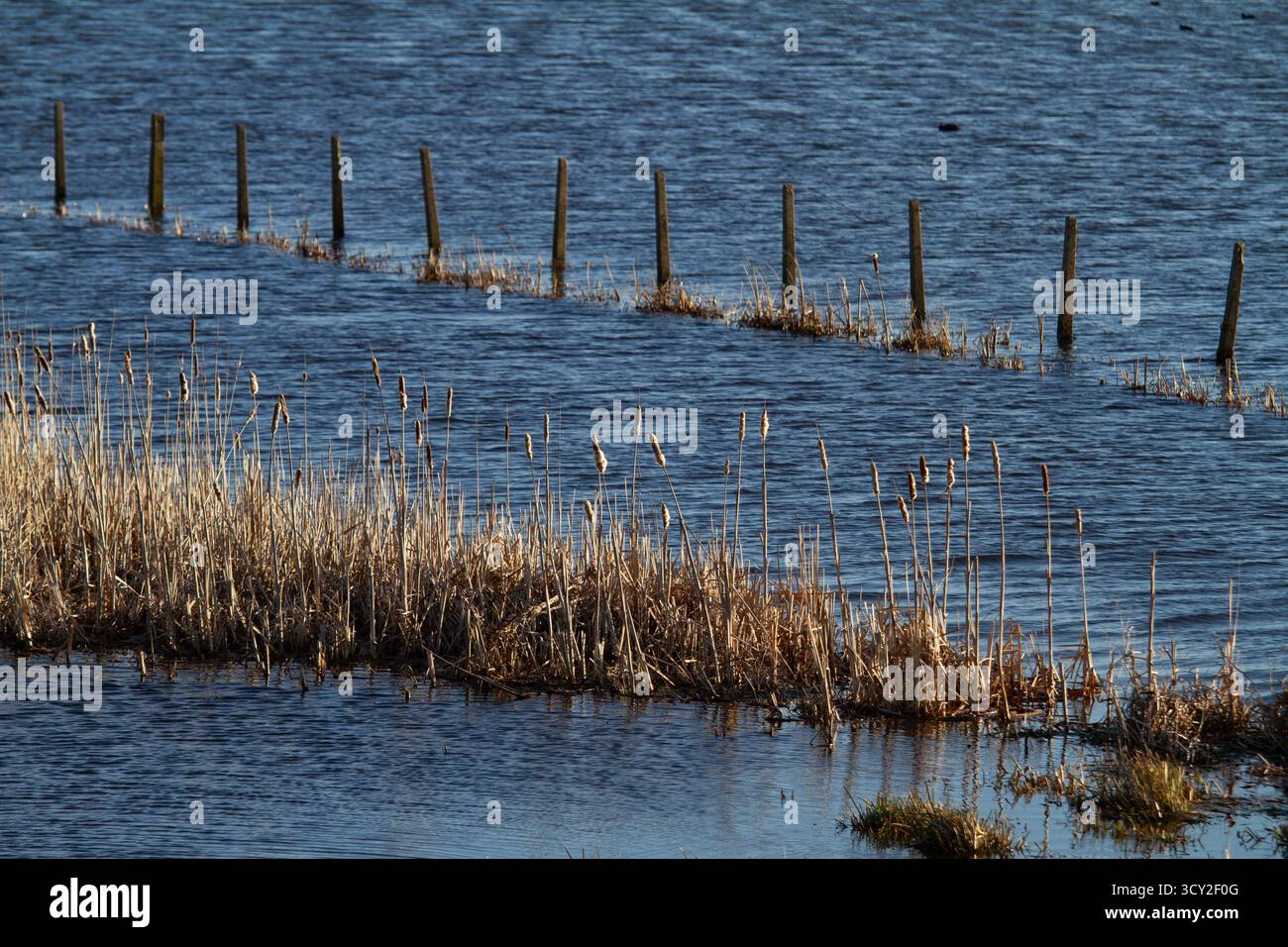 Überflutetes Feld, Sutton Gault Cambs Stockfoto