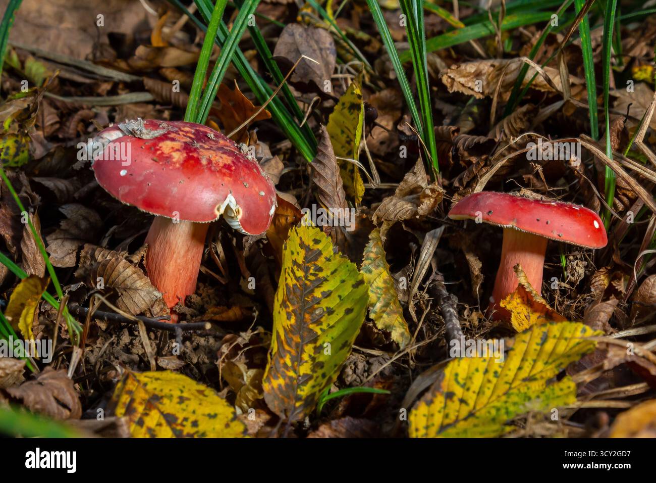 Russula rosea Synonym Russula lepida, auch bekannt als Rosy russula, ist ein nordgemäßigter, häufig vorkommender Pilz der grossen Sprötlegill-Gattung Russula. Stockfoto