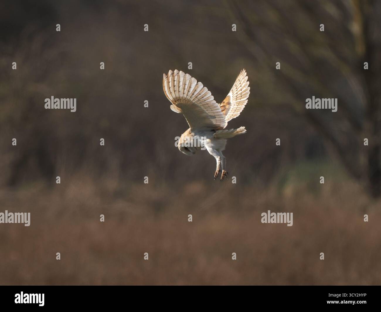 Scheuneneule jagen tagsüber kleine Säugetiere in einem kleinen Naturfeld in Hertfordshire, Großbritannien Stockfoto
