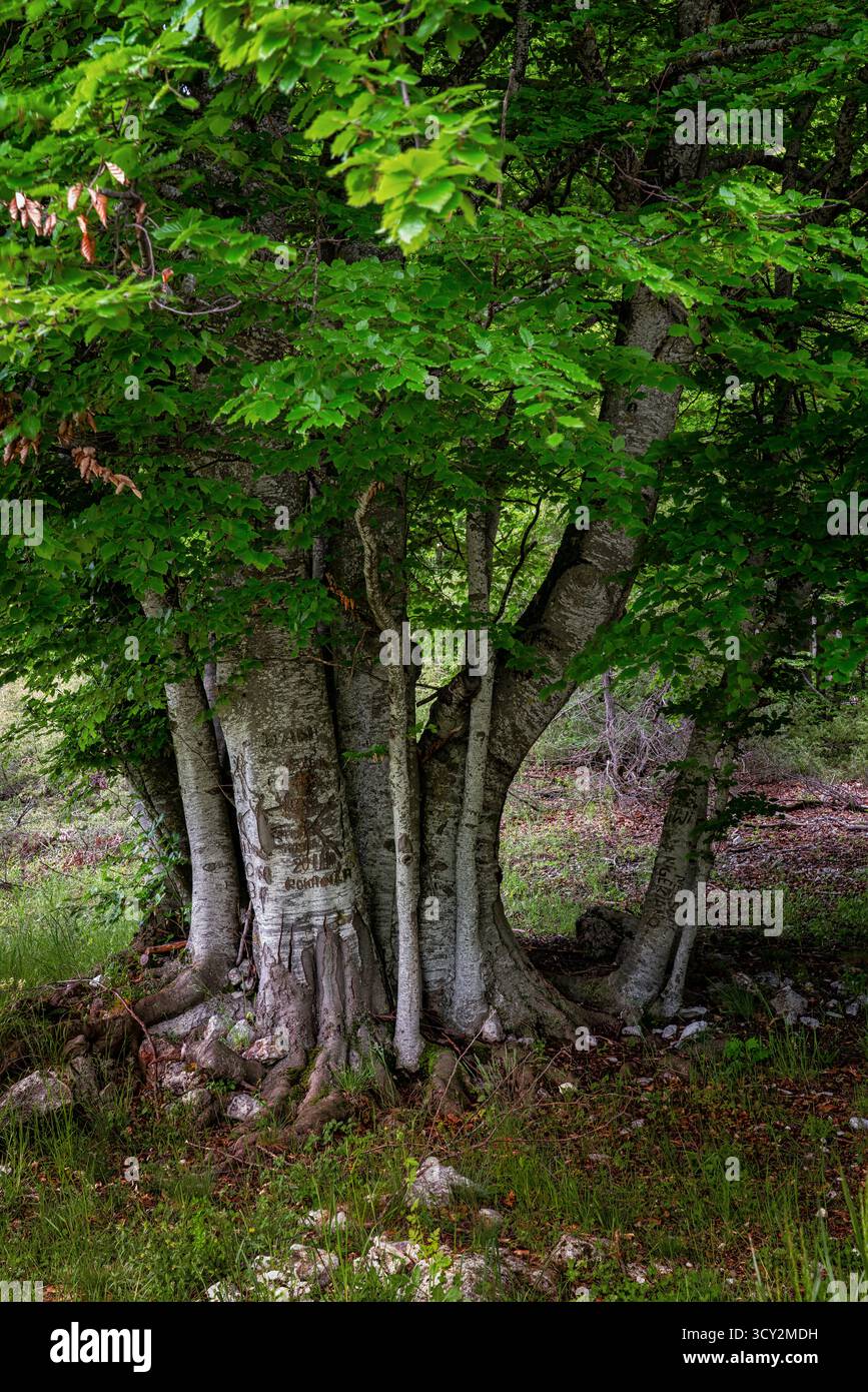 Reife Buchenstämme, Wurzeln und grünes Laub schaffen eine dichte natürliche Umgebung in einer gesunden Waldlandschaft. Maiella Nationalpark, Abruzzen, Italien Stockfoto