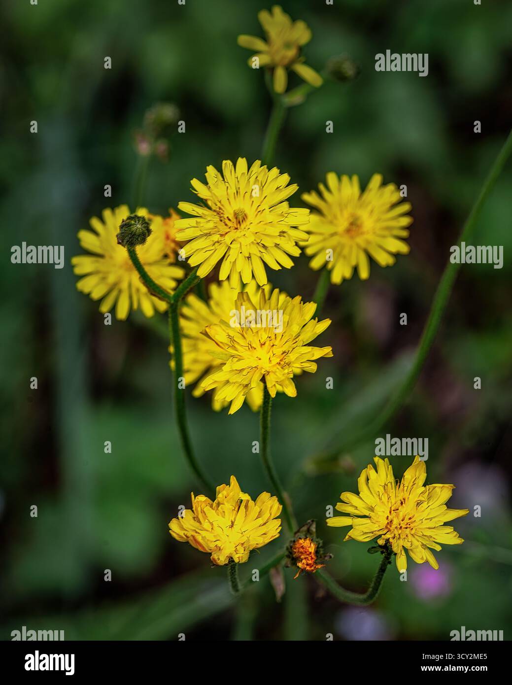 Crepis capillaris, bekannt als haariger Radicchio, blüht mit hellgelben Blüten, grünen Stielen und Laub in einer natürlichen Umgebung. Abruzzen, Italien, Europa Stockfoto