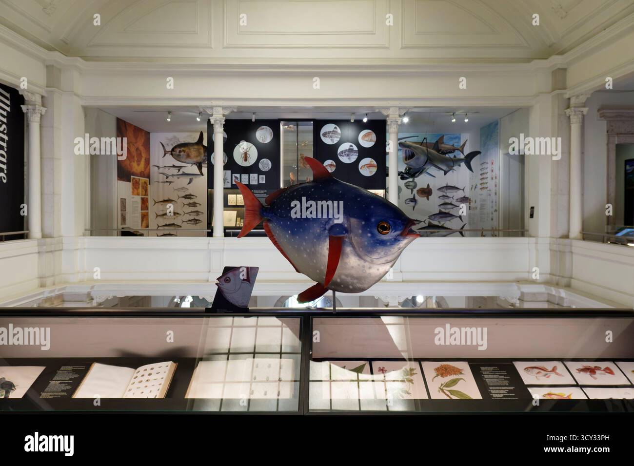 Ausstellung von Meereslebewesen mit einem großen Fischmodell und wissenschaftlichen Illustrationen im National Museum of Science & Natural History in Lissabon, Portugal Stockfoto