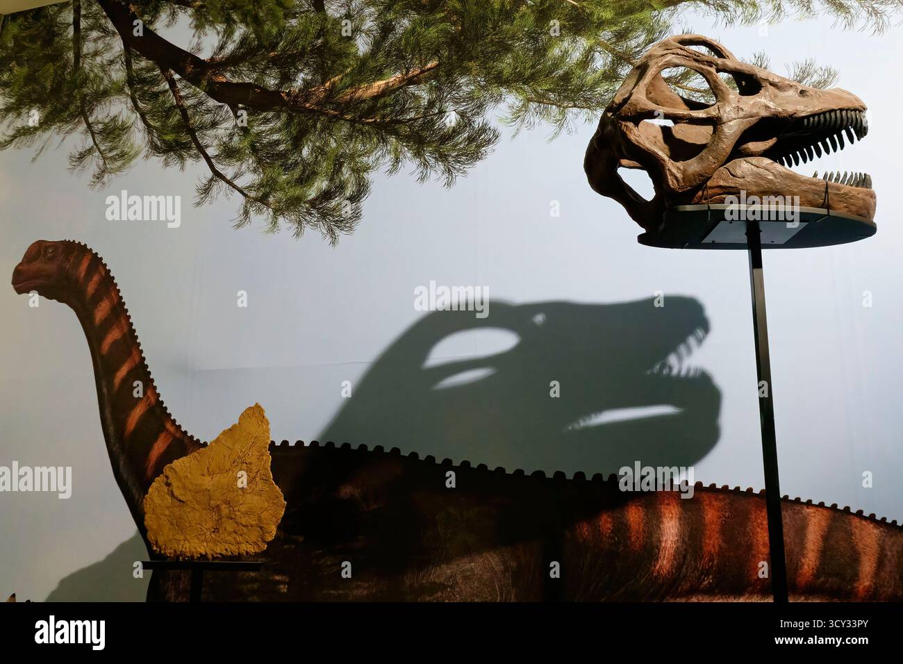 Dinosaurier-Ausstellung mit Skelettkopf im Nationalmuseum für Naturgeschichte und Wissenschaft in Lissabon, Portugal, Europa Stockfoto