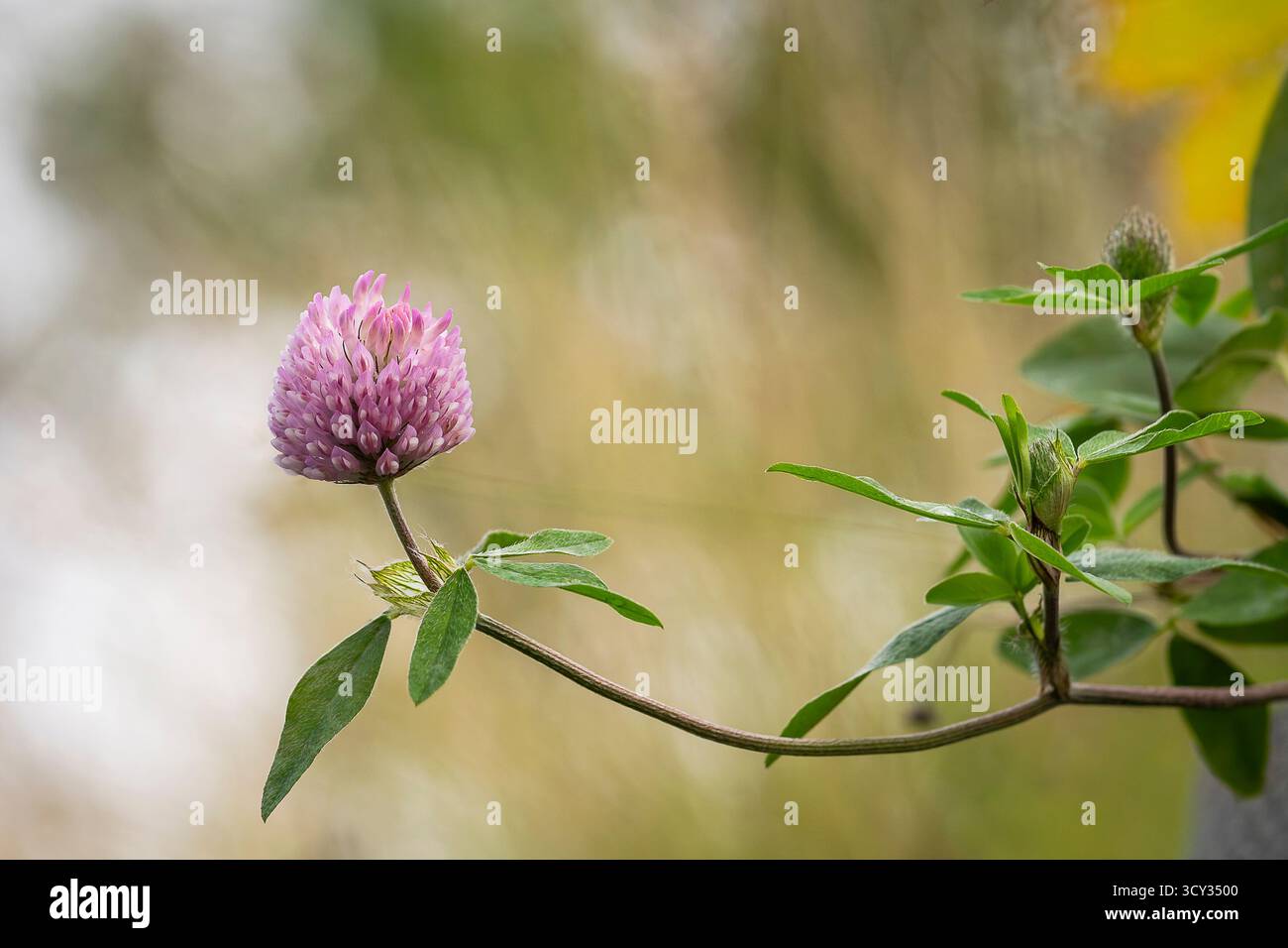 Die rote Kleeblüte schwingt sanft in der Sommerbrise. Nahaufnahme einer Blume aus rotem Klee (Trifolium pratense) in Blüte, mit zarten rosa Blüten. Stockfoto