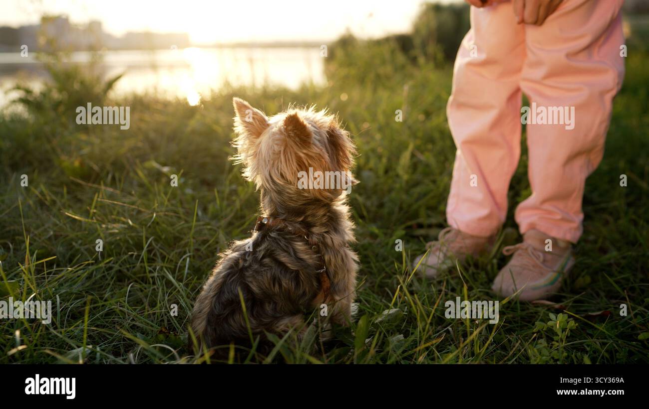 Yorkshire Terrier isst Leckereien aus Mädchenhand Stockfoto