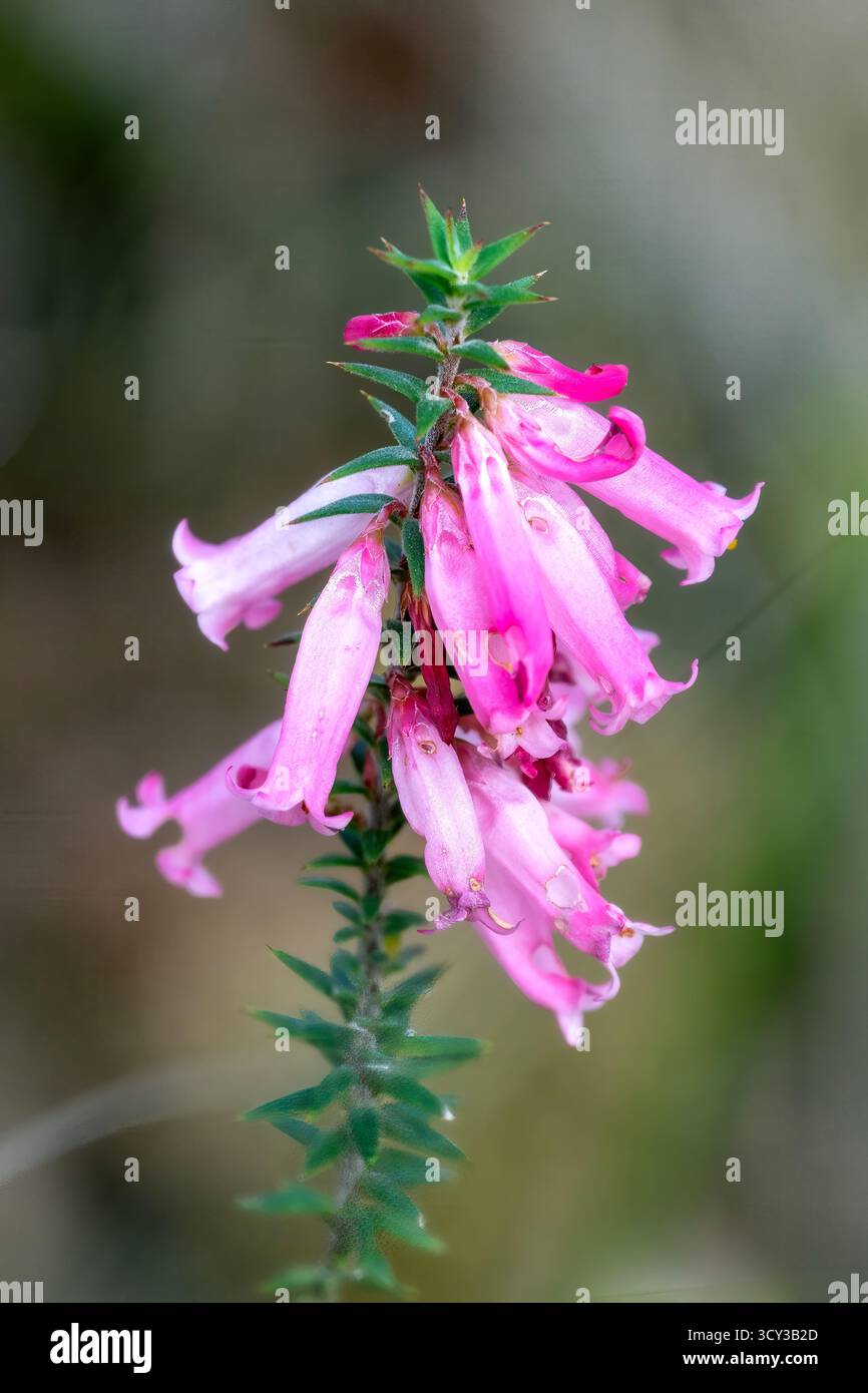 Epacris impressa, Pink Common Heath Stockfoto