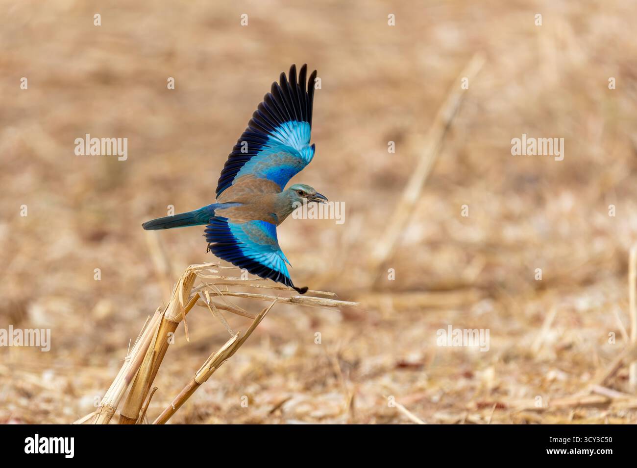 Europäische Walze (Coracias garrulus). Dieser Zugvögel ist das einzige Mitglied der Rollvogelfamilie, das in Europa brütet. Es ist auch im Nahen Osten zu finden, Stockfoto