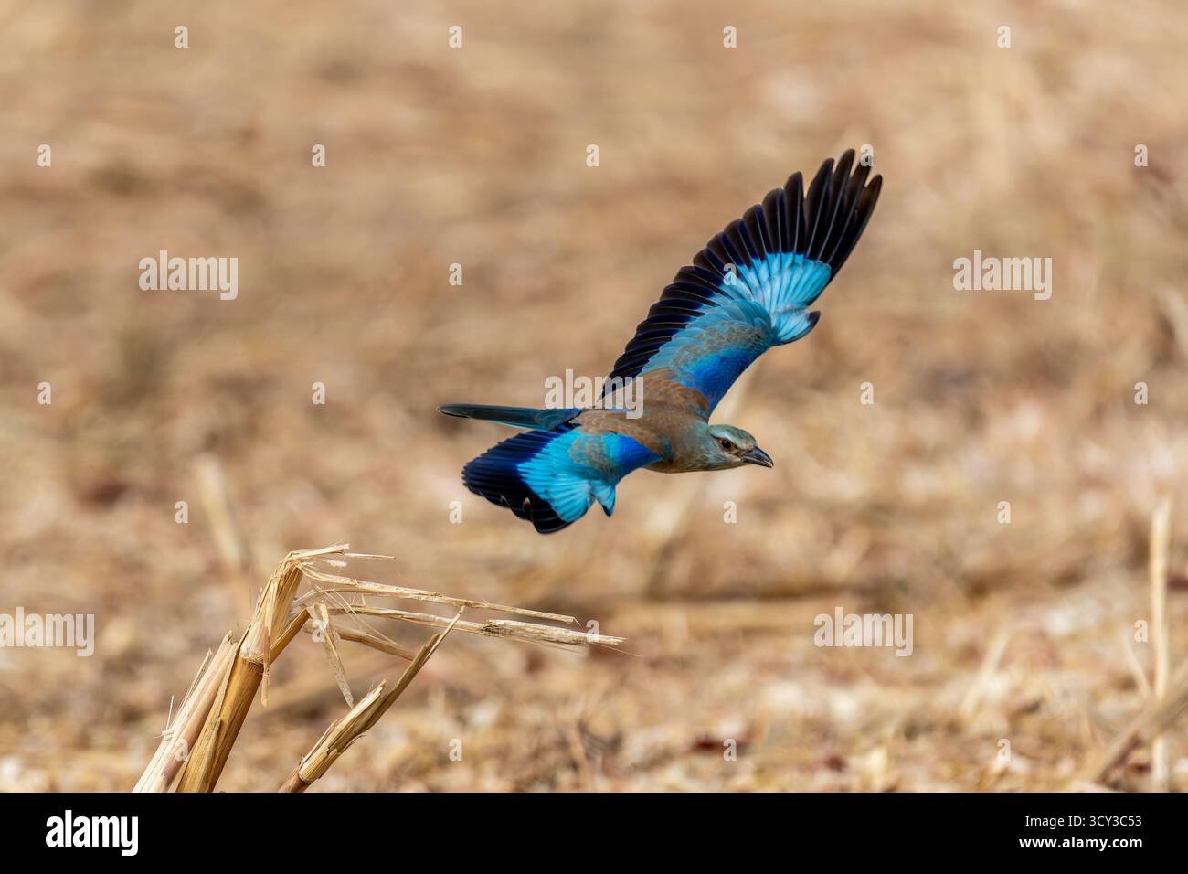 Europäische Walze (Coracias garrulus). Dieser Zugvögel ist das einzige Mitglied der Rollvogelfamilie, das in Europa brütet. Es ist auch im Nahen Osten zu finden, Stockfoto
