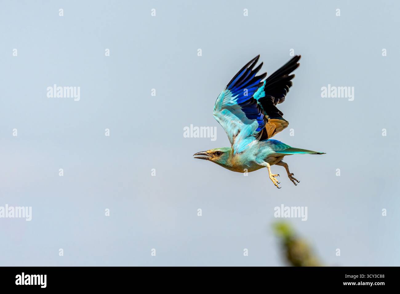 Europäische Walze (Coracias garrulus). Dieser Zugvögel ist das einzige Mitglied der Rollvogelfamilie, das in Europa brütet. Es ist auch im Nahen Osten zu finden, Stockfoto