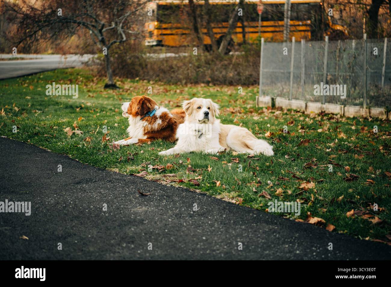 Zwei Hundebegleiter, die im Herbst auf Gras ruhen Stockfoto