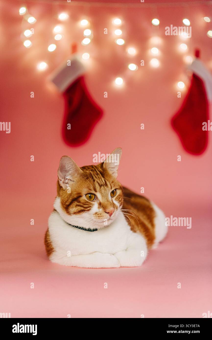 Orangefarbene und weiße Katze posiert mit Weihnachtsstrümpfen und Lichtern Stockfoto