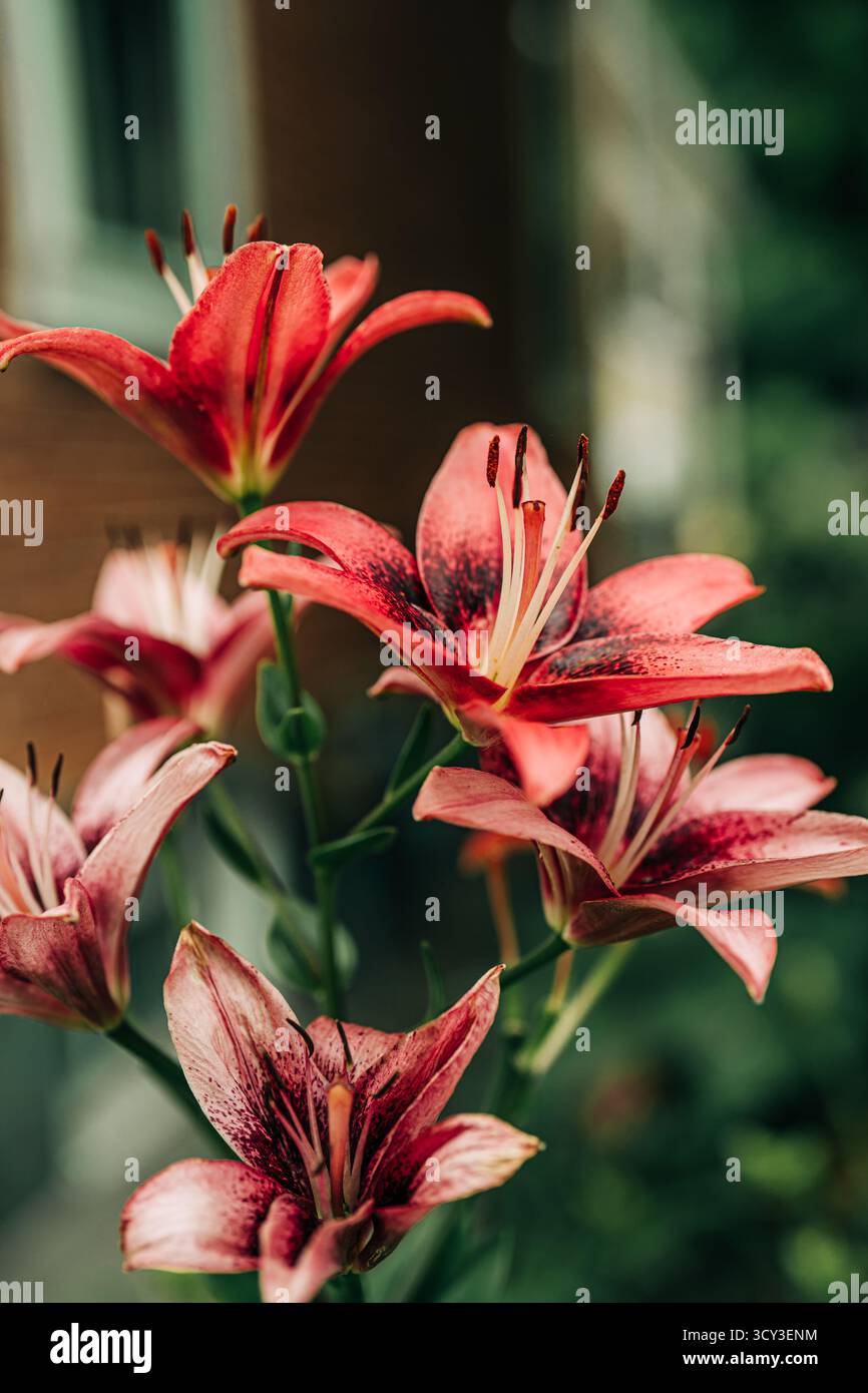 Gartenlilien blühen mit leuchtenden roten Blütenblättern Stockfoto