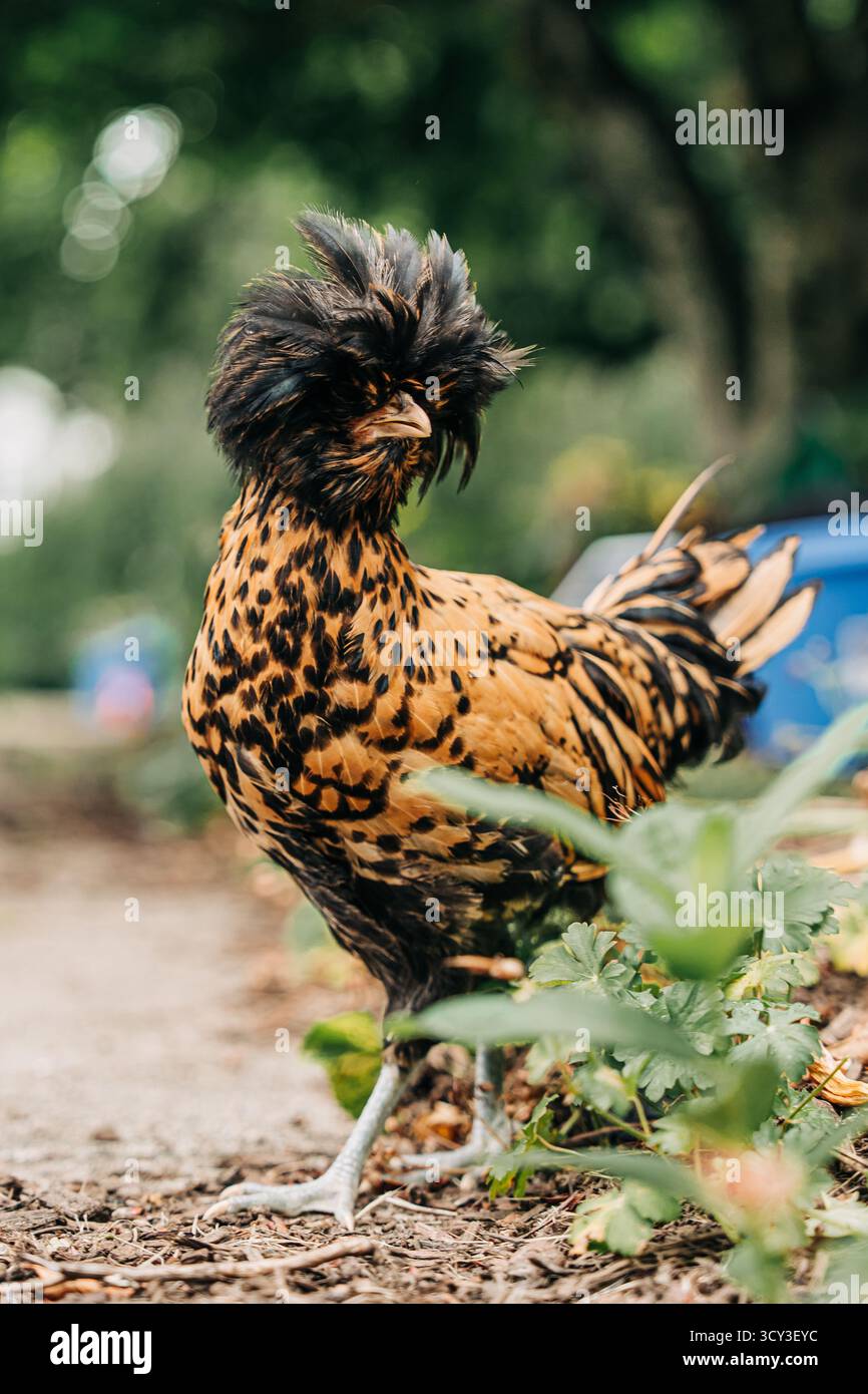 Weies crested schwarzes polnisches huhn -Fotos und -Bildmaterial in hoher  Auflsung  Alamy