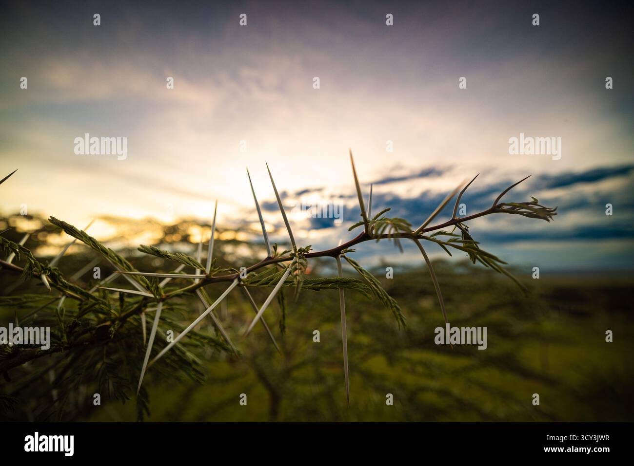 Sonnenuntergang in der Wildnis nahe Masai Mara, Kenia die Einwohner gehören zum Stamm der Maasai Stockfoto