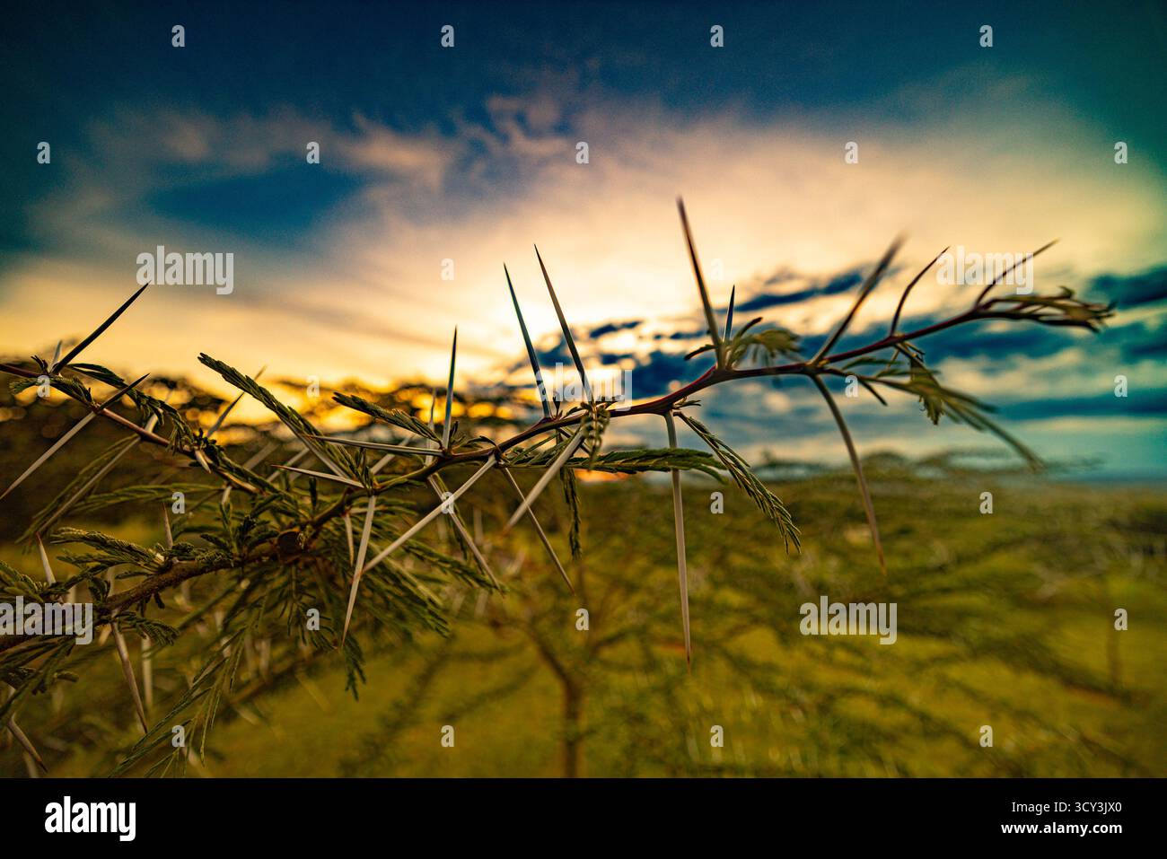 Sonnenuntergang in der Wildnis nahe Masai Mara, Kenia die Einwohner gehören zum Stamm der Maasai Stockfoto