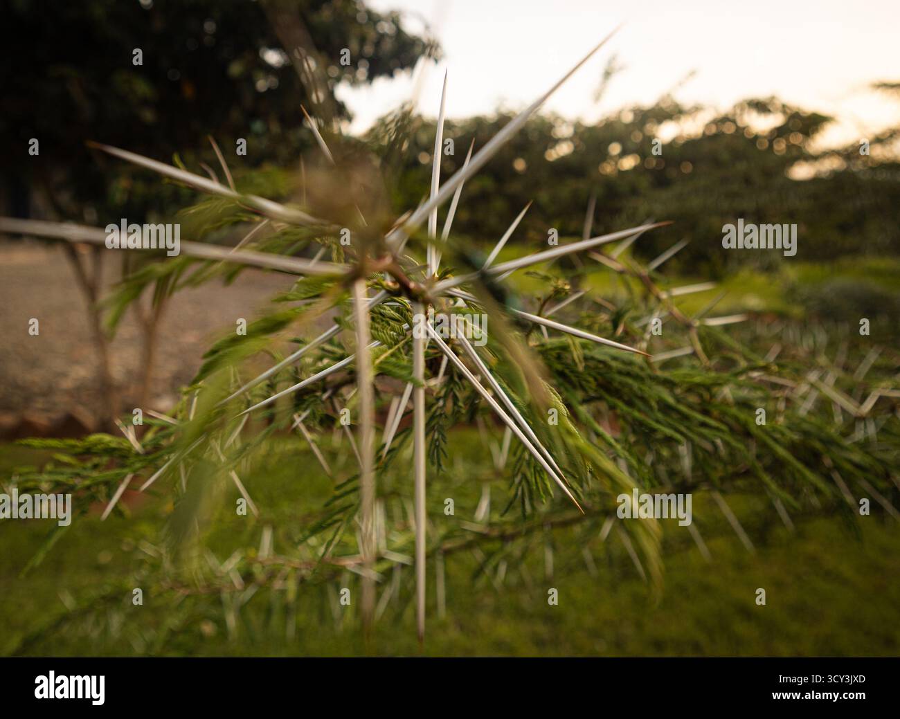 Sonnenuntergang in der Wildnis nahe Masai Mara, Kenia die Einwohner gehören zum Stamm der Maasai Stockfoto