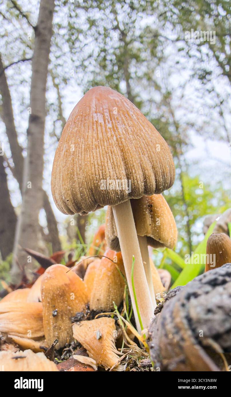 Nahaufnahme eines wilden Pilzes, der auf dem Waldboden wächst, aus einem niedrigen Winkel mit natürlichem Tageslicht und weichem Hintergrund fotografiert. Stockfoto
