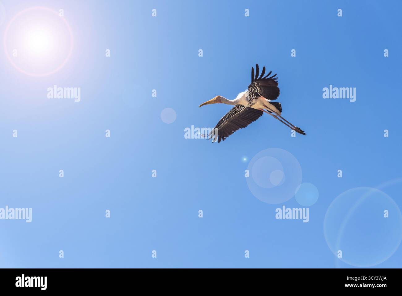 Bemalter Stork oder Mycteria Leucocephala, ein einzelner großer Vogel, der allein am hellblauen Himmel fliegt, Schöne Wildtiere in der Natur verleihen der Sonne Linseneffekt Stockfoto Bemalter Stork oder Mycteria Leucocephala, ein einzelner großer Vogel, der allein am hellblauen Himmel fliegt, Schöne Wildtiere in der Natur verleihen der Sonne Linseneffekt Stockfoto