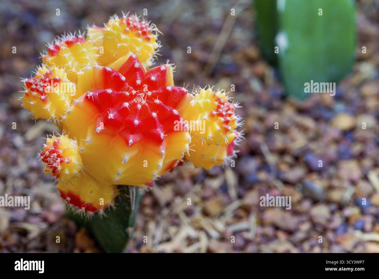 Roter gepfropfter mondkaktus -Fotos und -Bildmaterial in hoher Auflsung   Alamy