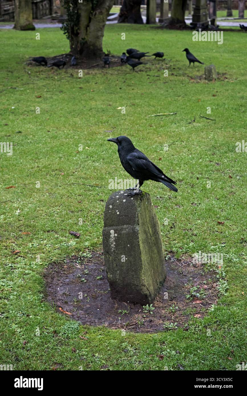 Aas Crow steht auf einem Grabstein aus dem 18. Jahrhundert in Greyfriar's Kirkyard, Edinburgh, Schottland, Großbritannien. Stockfoto