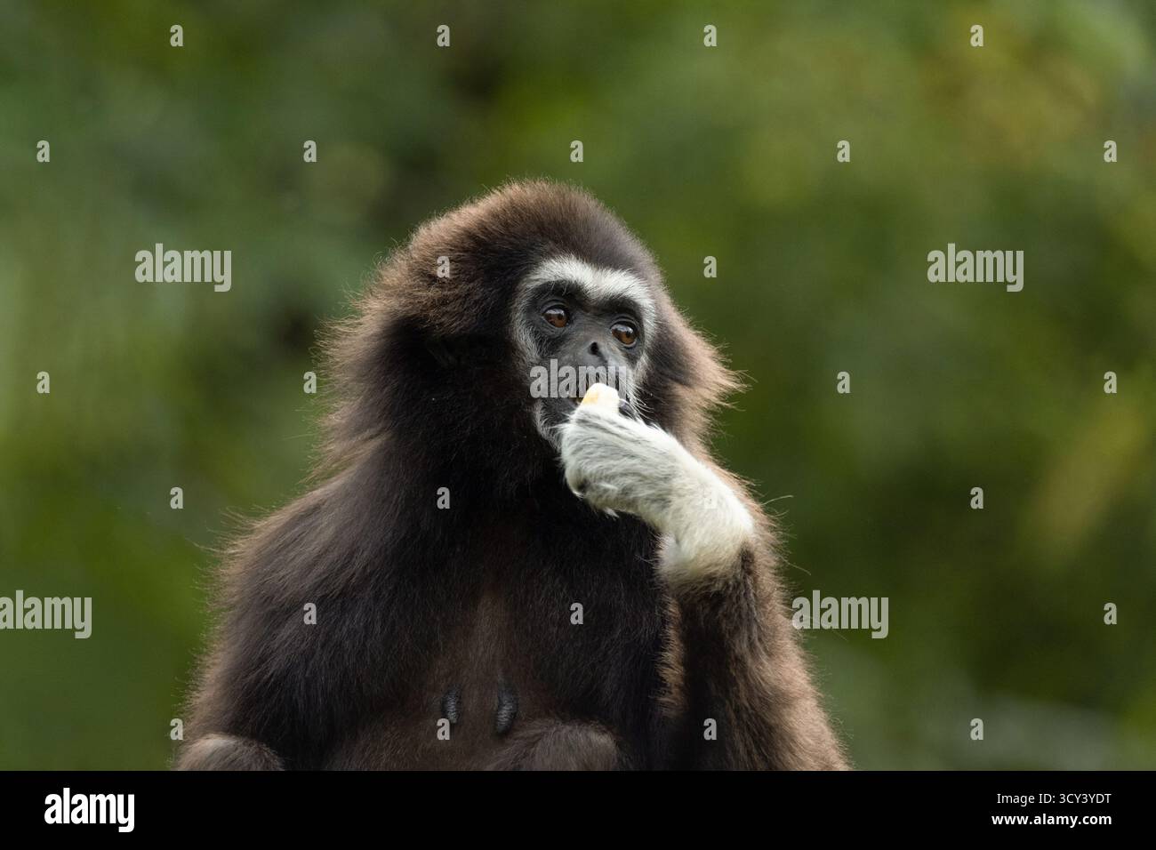lar Gibbon Hylobates lar, auch bekannt als Weisshand Gibbon, ein gefährdeter Primat in der Gibbon-Familie, Hylobatidae. Süßer flauschiger Affe mit langen Armen und Stockfoto