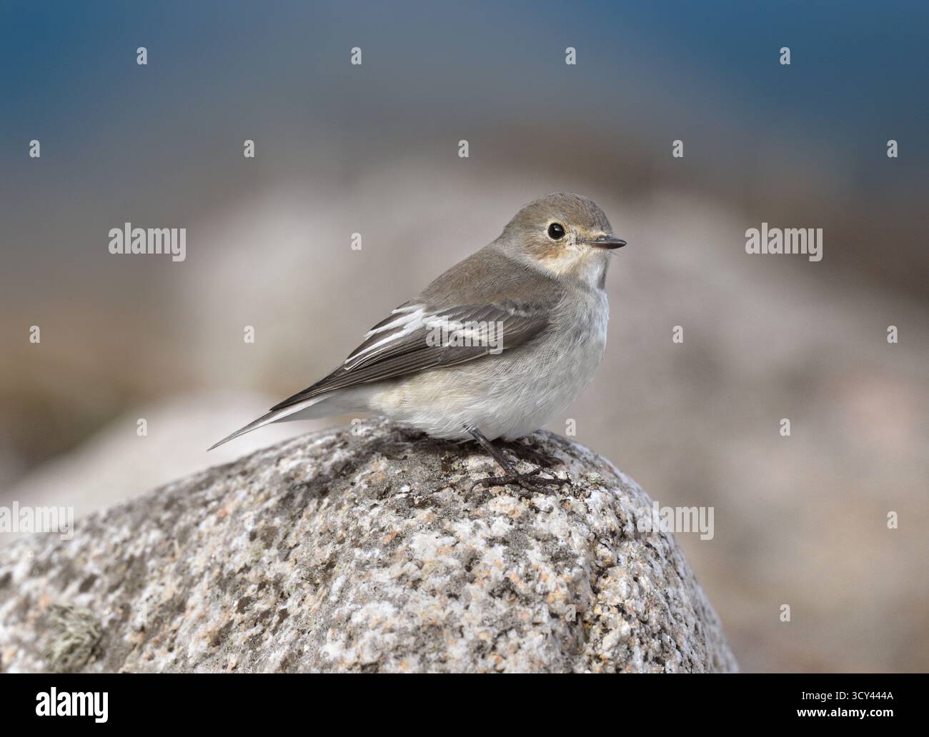 Rattenfänger - Ficedula hypoleuca Stockfoto