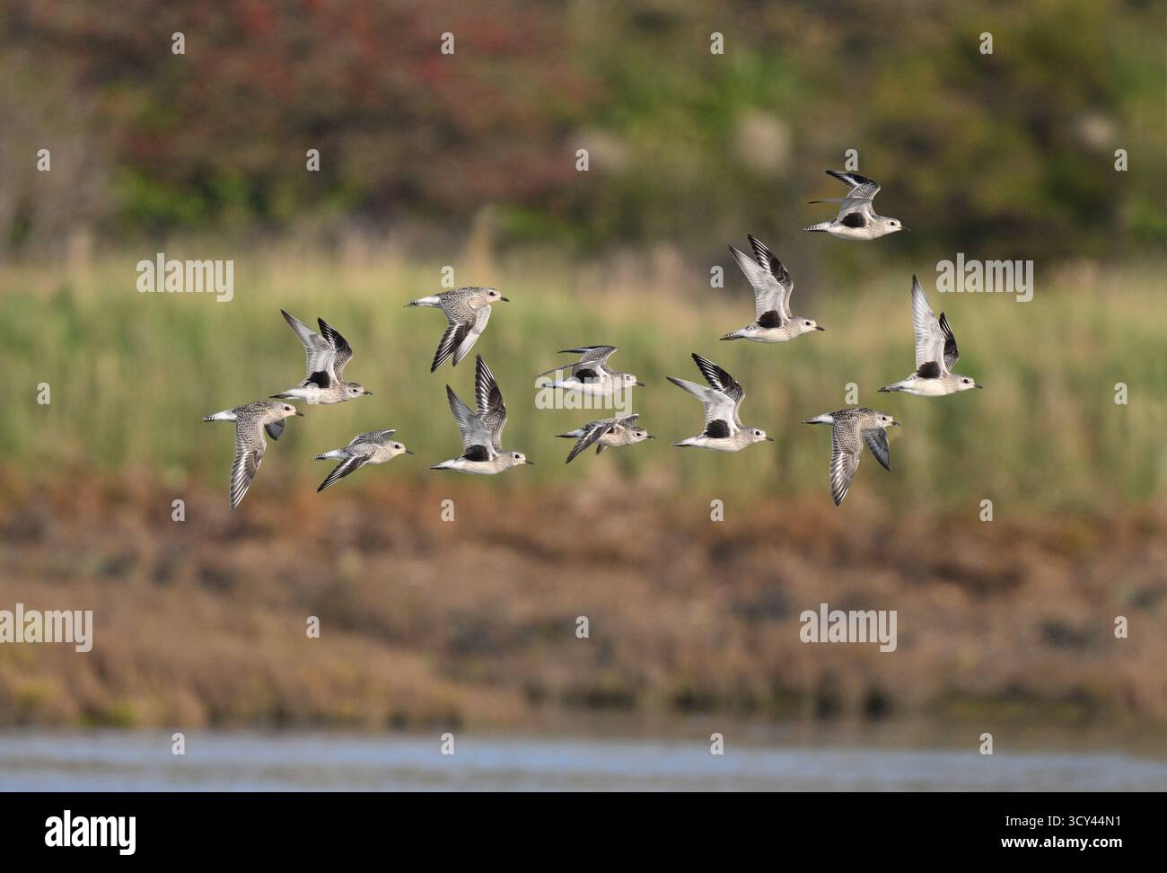 Graue Regenpfeifer - Pluvialis squatarola Stockfoto