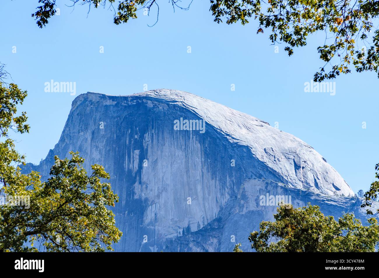 Die majestätische Granitklippe des Half Dome ragt groß vor einem klaren blauen Himmel im Yosemite-Nationalpark, eingerahmt von Baumlaub. Stockfoto