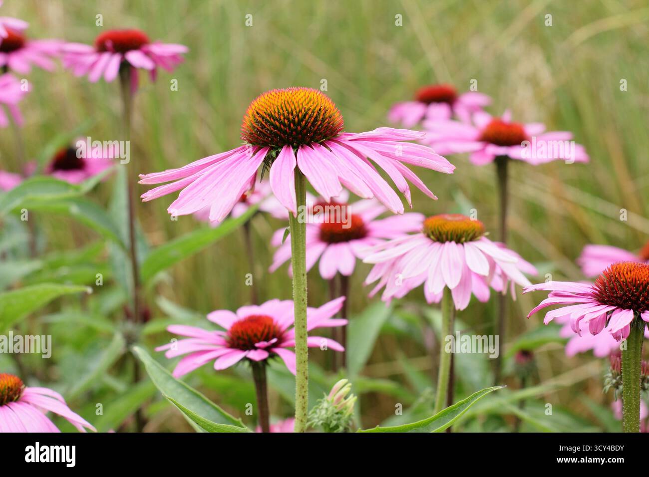 Echinacea purpurea Magnus. Lila Konflower mit charakteristischen dunkelrosa Blüten und auffälligen Zentren im Sommer. Coneflower „Magnus“. Stockfoto