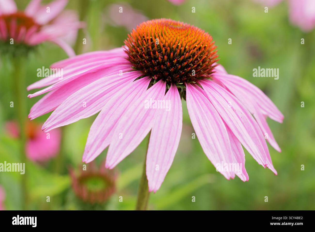 Echinacea purpurea Magnus. Lila Konflower mit charakteristischen dunkelrosa Blüten und auffälligen Zentren im Sommer. Coneflower „Magnus“. Stockfoto
