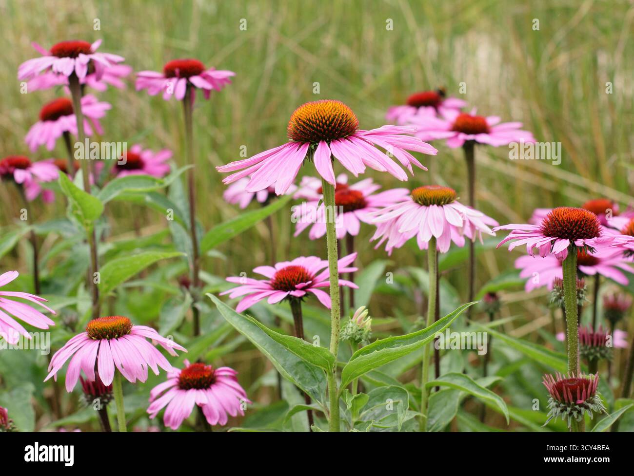Echinacea purpurea Magnus. Lila Konflower mit charakteristischen dunkelrosa Blüten und auffälligen Zentren im Sommer. Coneflower „Magnus“. Stockfoto