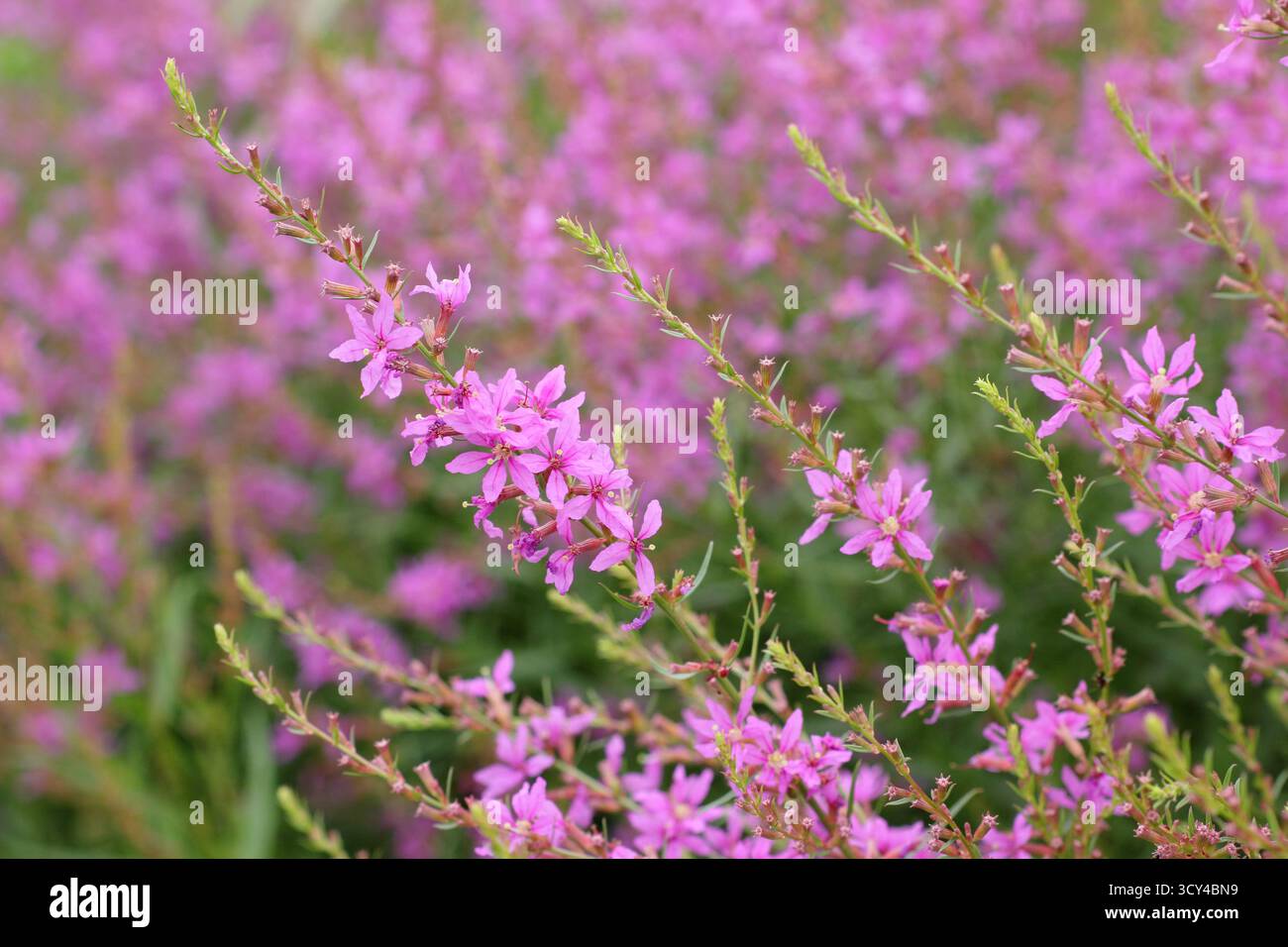 Lythrum salicaria 'Swirl'. Rosafarbene Blütenspitzen von Lythrum salicaria „Swirl“ oder Purple loosestrife „Swirl“ blühen im Hochsommer. Stockfoto