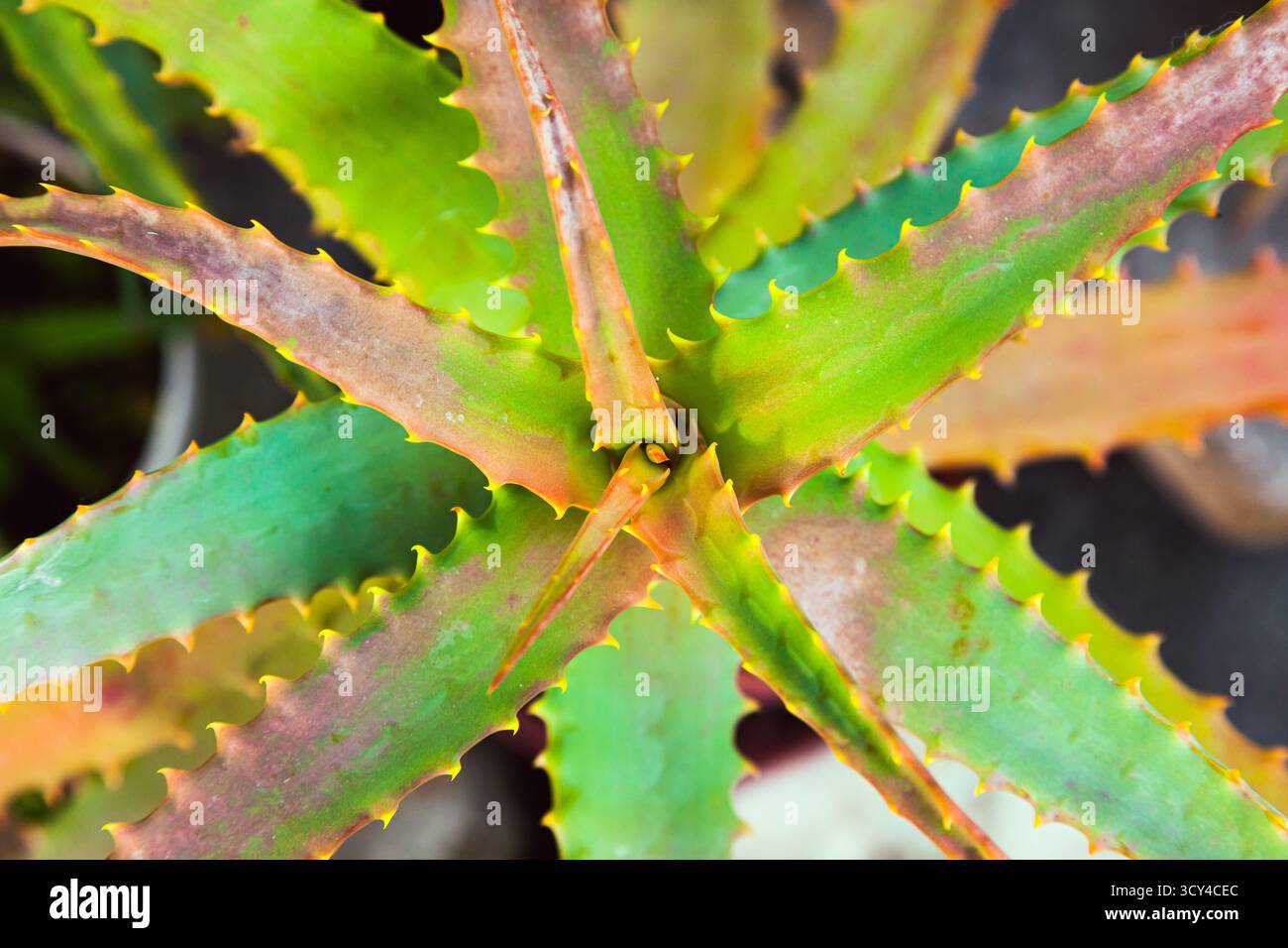 Knospe einer Aloe Vera Pflanze Produzieren orange/roten Blten  Stockfotografie - Alamy