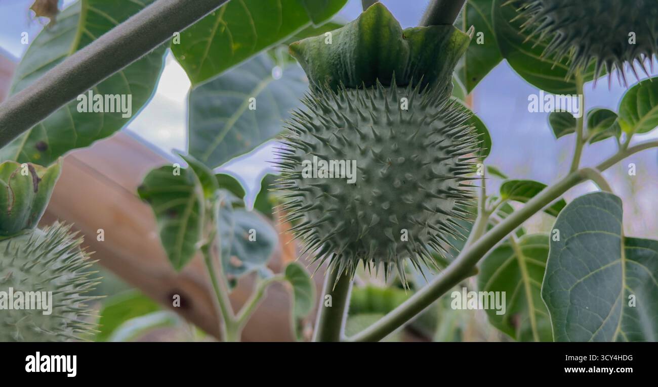 Datura-Stramonium-Samenkapsel, die auf einer Jimsonweed-Pflanze wächst Stockfoto