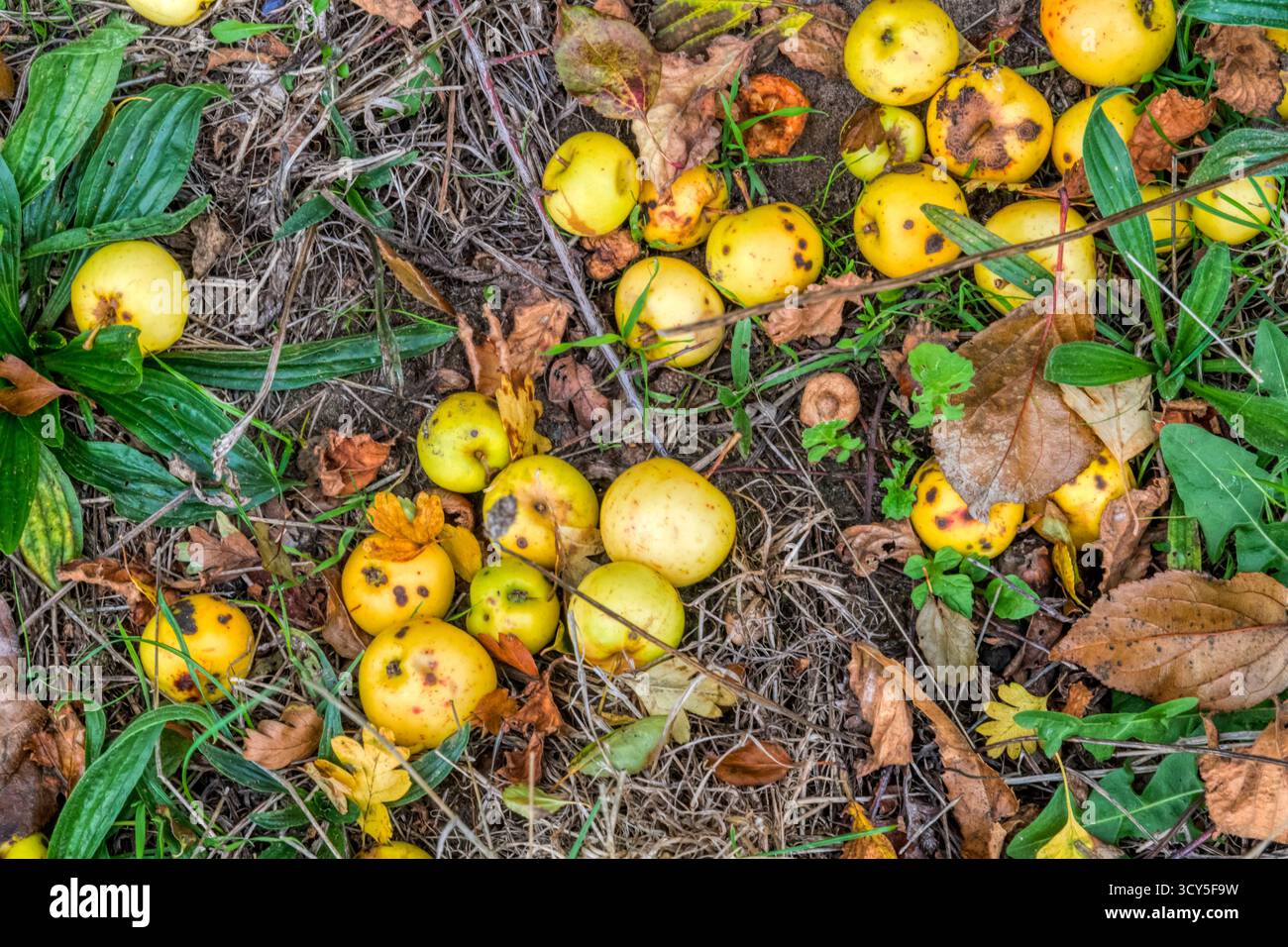 Krabbenäpfel auf dem Boden unter einer Hecke in Norfolk. Stockfoto