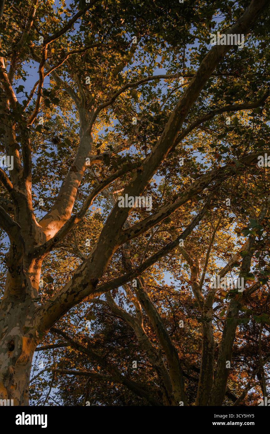 Sonnenlicht, das durch die Äste von hohen Bäumen mit goldenen Herbstblättern vor einem klaren blauen Himmel filtert. Stockfoto