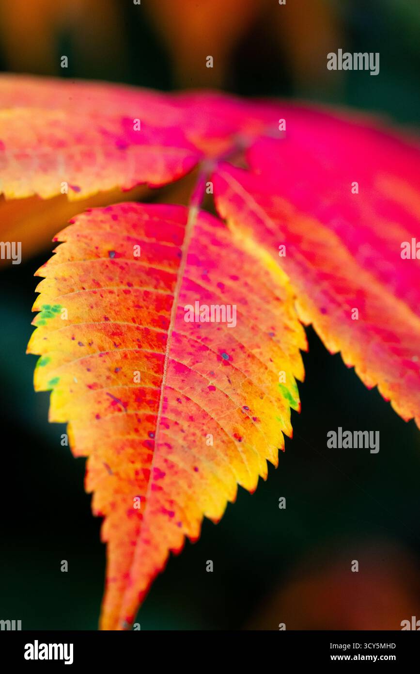 Ein Makrofoto eines lebendigen Herbstblattes in leuchtenden Rot-, Orange- und Gelbtönen. Symbol für Herbstsaison, Veränderung und natürliche Schönheit. Stockfoto