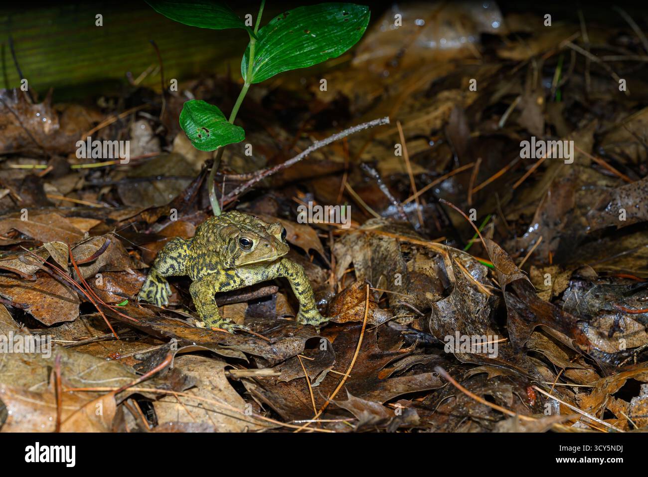 Eine Nahaufnahme einer Ostamerikanischen Kröte (Anaxyrus americanus), die auf toten Blättern unter einer grünen Pflanze in Michigan, USA, steht. Stockfoto