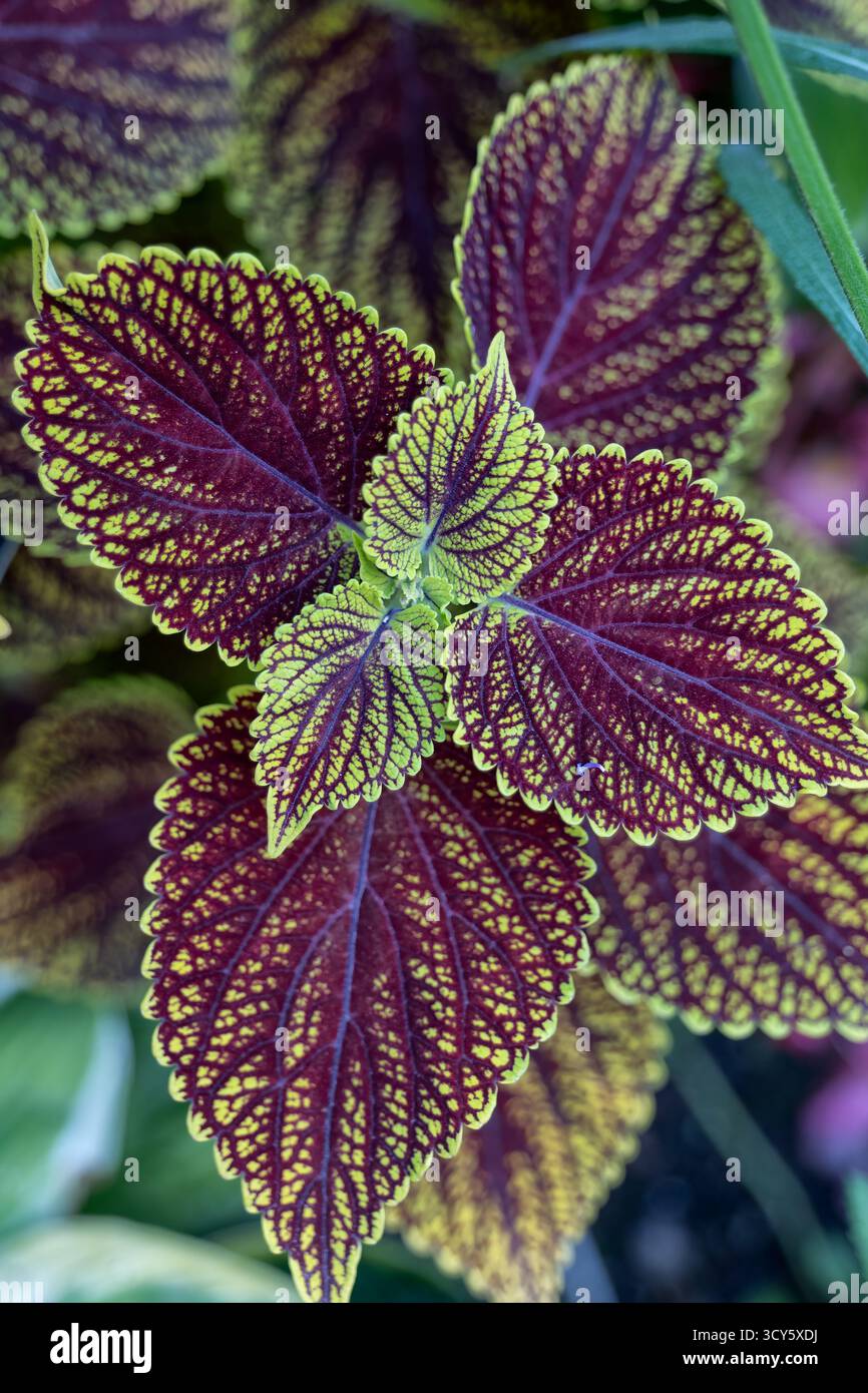 Plectranthus scutellarioides Coleus Blumei Blätter, blühende Pflanze in der Familie Lamiaceae, heimisch in Asien. Stockfoto