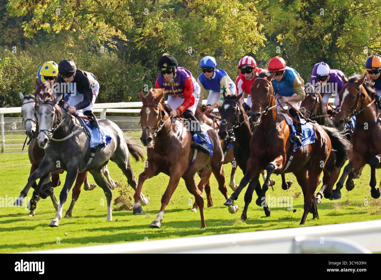 Die Läufer treten am 11. Oktober 2025 in den Coral Rockingham Stakes über 6f auf der York Racecourse an. Winner Division, geritten von Tom Marquand Stockfoto