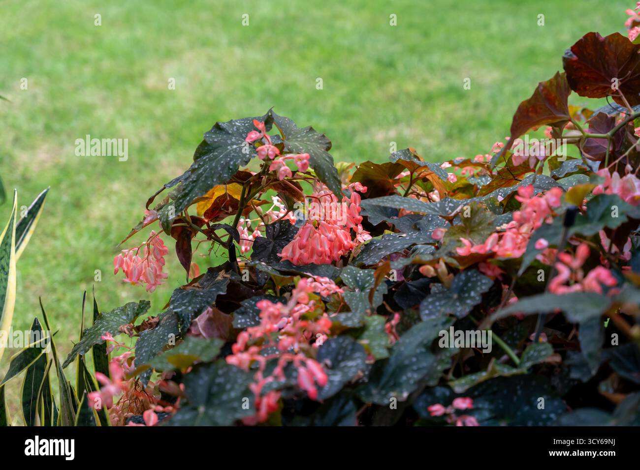 Angel Wing Begonia mit rosafarbenen Blüten und weißen Pünktchenblättern Stockfoto