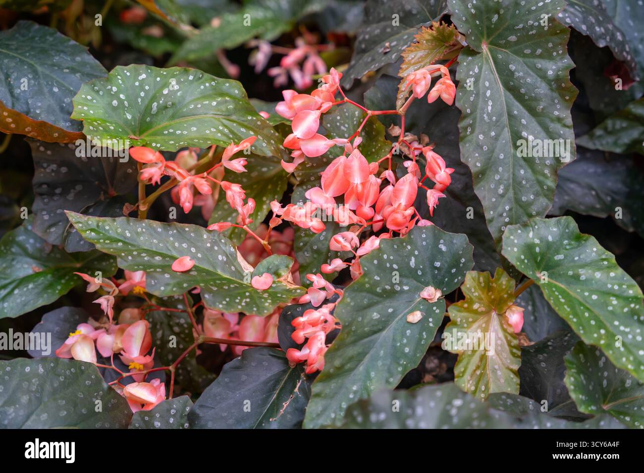 Angel Wing Begonia mit rosafarbenen Blüten und weißen Pünktchenblättern Stockfoto