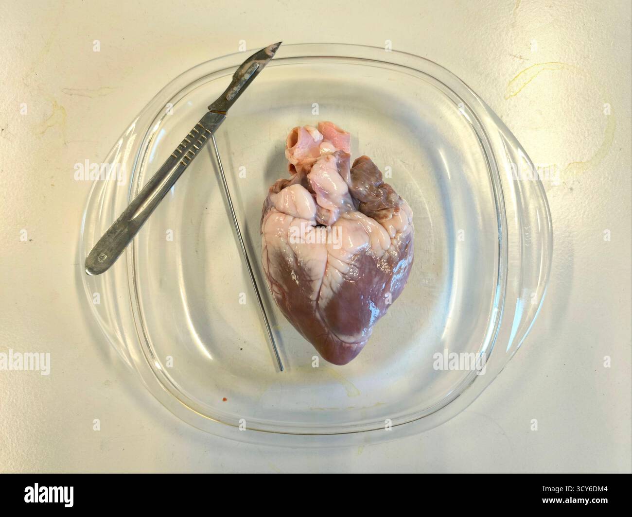 Schafherzdissektion auf Tablett mit Skalpell und Nadel für biologisches Anatomieklassen-Experiment Stockfoto