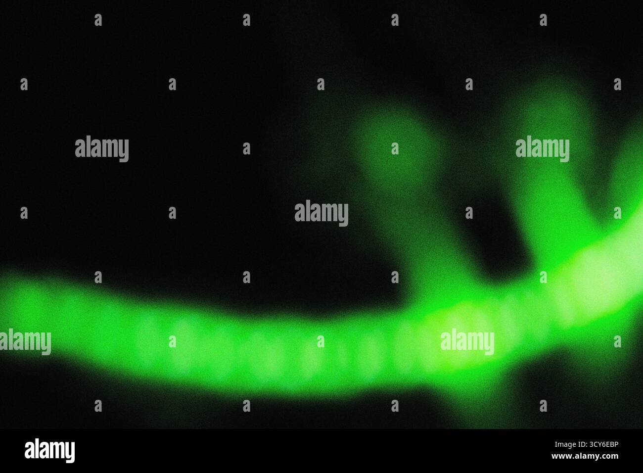 Sanfte grüne Beleuchtung mit filmischer Unschärfe und körniger Staubüberlagerung für eine elegante, moderne Hintergrundstruktur für Design, Film und digitale Kunst Stockfoto
