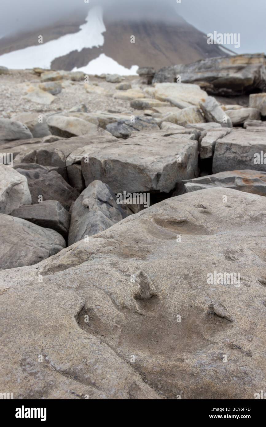 Ornithopoden-Fußspuren in Sandsteinablagerungen auf der Unterkreide-Dinosaurierstrecke in Boltodden, Kvalvagen, Svalbard/Spitzbergen, Norwegen Stockfoto