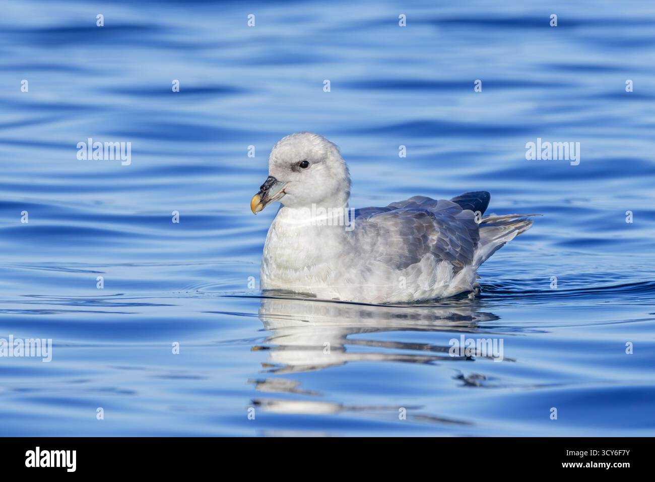 Nördlicher Fulmar (Fulmarus glazialis) leichte/mittlere Morph schwimmt im Arktischen Ozean entlang der Küste von Svalbard/Spitzbergen im Sommer Stockfoto